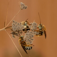 Melissodes comptoides