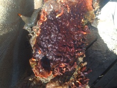 Schizoporella errata