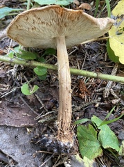Echinoderma