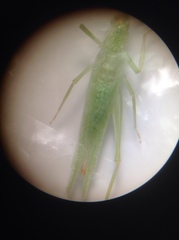 Oecanthus exclamationis