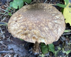 Echinoderma