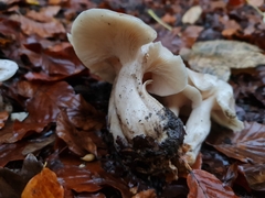 Ampulloclitocybe clavipes