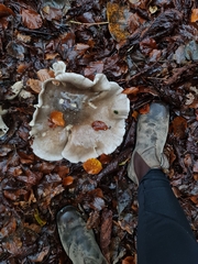 Ampulloclitocybe clavipes