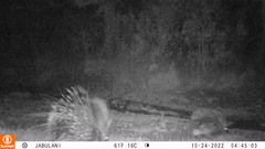 Hystrix africaeaustralis