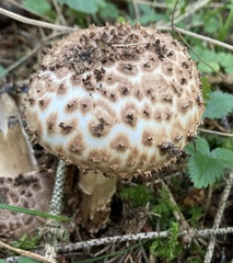 Echinoderma