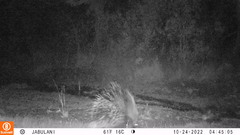 Hystrix africaeaustralis