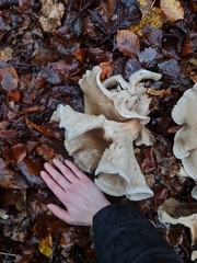 Ampulloclitocybe clavipes