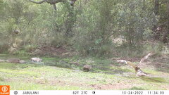 Aquila spilogaster