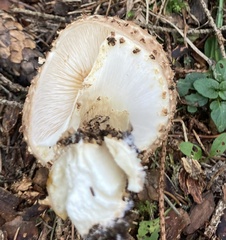 Echinoderma