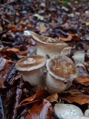 Ampulloclitocybe clavipes