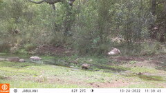 Aquila spilogaster