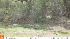 Aquila spilogaster