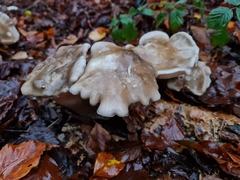 Ampulloclitocybe clavipes
