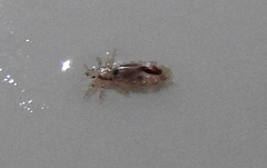 Pediculus humanus