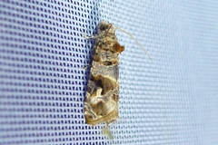 Lobesia botrana