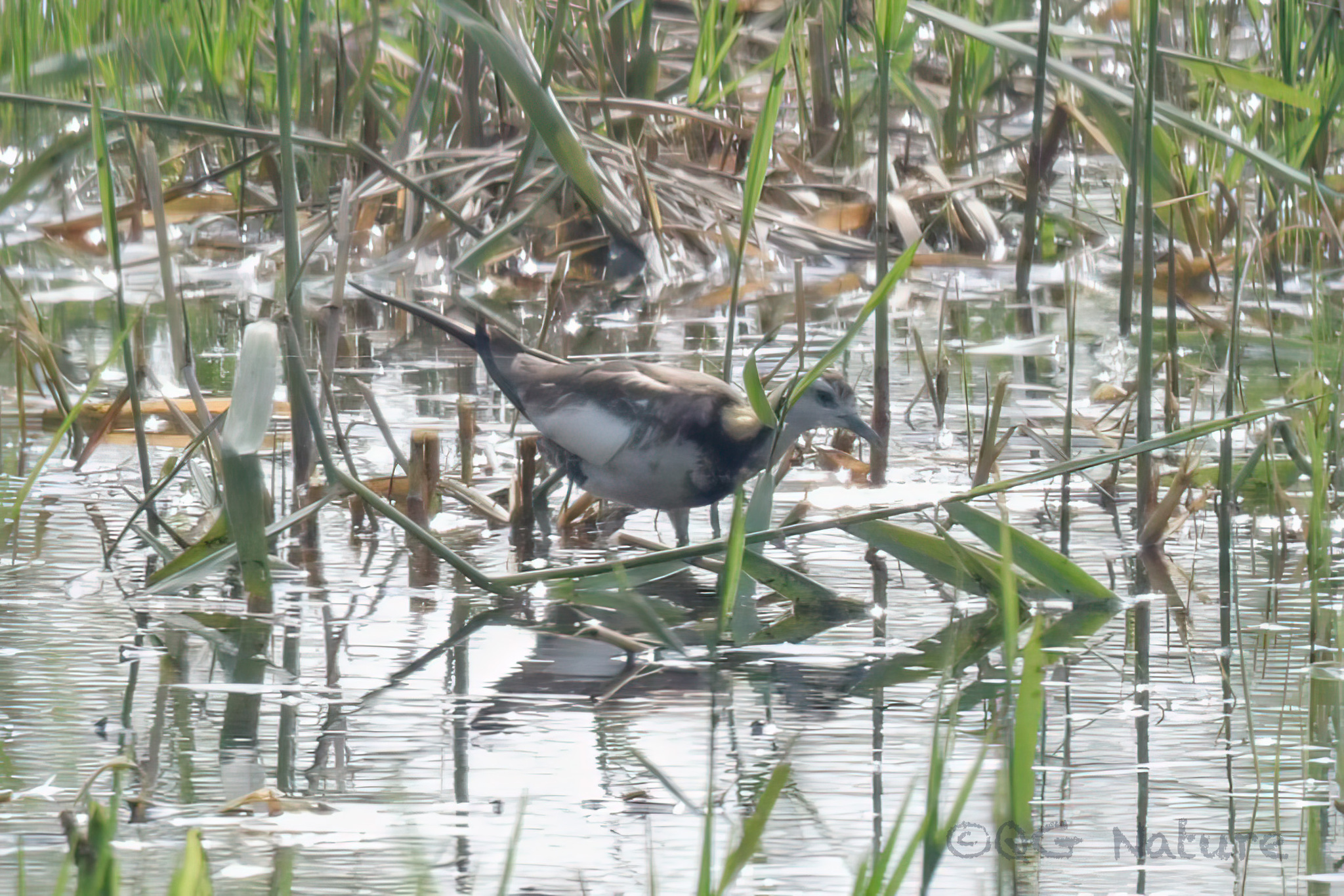 Pheasant-tailed Jacana