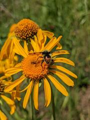 Sericomyia flagrans