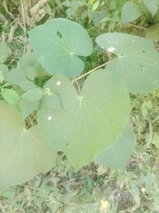 Piper umbellatum