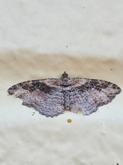 Costaconvexa centrostrigaria