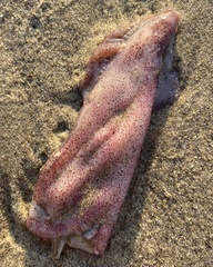 Doryteuthis opalescens