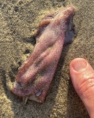 Doryteuthis opalescens