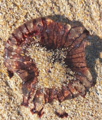 Chrysaora agulhensis