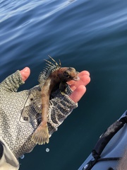 Zaniolepis frenata