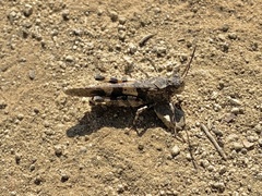 Trimerotropini