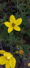 Bidens triplinervia