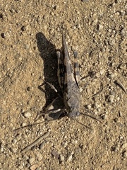 Trimerotropini