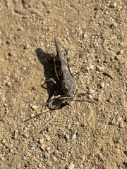 Trimerotropini
