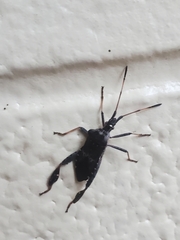 Leptoglossus corculus