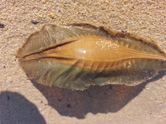 Callorhinchus capensis