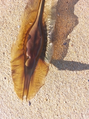 Callorhinchus capensis