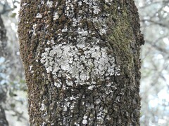 Parmelina tiliacea