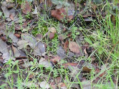 Lysimachia linum-stellatum