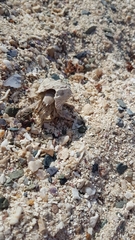 Coenobita scaevola