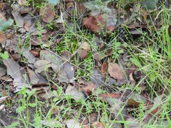 Lysimachia linum-stellatum