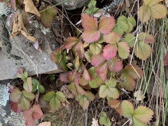 Fragaria