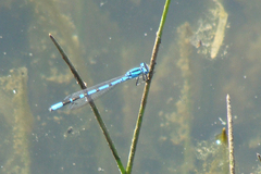 Enallagma boreale