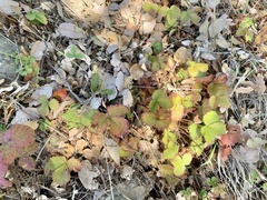 Fragaria