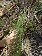 Achillea millefolium