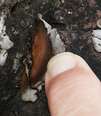 Dermatocarpon miniatum