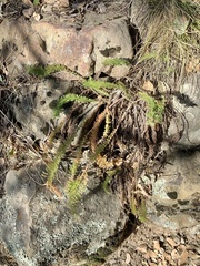 Achillea millefolium