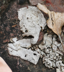 Dermatocarpon miniatum