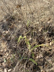 Achillea millefolium
