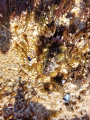 Acanthochitona garnoti