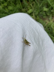 Chorthippus albomarginatus