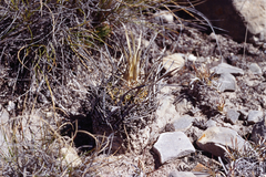 Echinofossulocactus lloydii