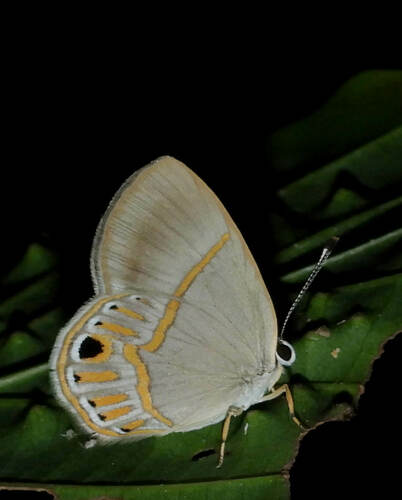 Euselasia waponaka